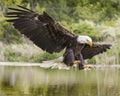 Bald Eagle coming in for a smooth landing Royalty Free Stock Photo