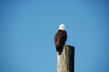 Bald Eagle, Comox Valley, Vancouver Island Royalty Free Stock Photo
