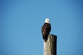 Bald Eagle, Comox Valley, Vancouver Island