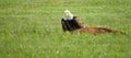 Bald Eagle contemplates how to eat his deer meal Royalty Free Stock Photo