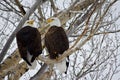 Bald Eagle Couple