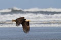 Bald Eagle and Crashing Waves in Ocean Shores, Washington Royalty Free Stock Photo