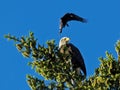 Bald Eagle and crow Royalty Free Stock Photo