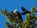 Bald Eagle and crow Royalty Free Stock Photo