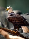 A bald eagle with a dark background. Royalty Free Stock Photo