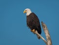 Bald Eagle on Dead Tree Branch