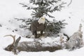 Bald eagle on deer carcass Royalty Free Stock Photo