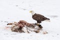 Bald Eagle on a Deer Carcass in the Winter Royalty Free Stock Photo