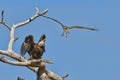 Bald Eagle Defending His Position While Being Harassed By An Osprey