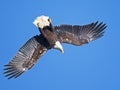 Bald Eagle Diving Royalty Free Stock Photo