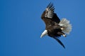 Bald Eagle Diving After Prey Royalty Free Stock Photo