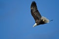 Bald Eagle Diving After Prey Royalty Free Stock Photo