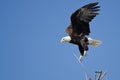 Bald Eagle Diving After Prey Royalty Free Stock Photo