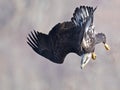 Bald Eagle Diving Royalty Free Stock Photo