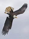 Bald Eagle Diving Royalty Free Stock Photo