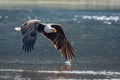 Bald Eagle Royalty Free Stock Photo