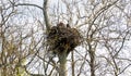 Bald eagle and eaglet in nest