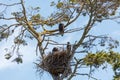 Bald eagle and eaglet