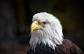 Bald Eagle, ever watchful, intensely focused, standing proud. Royalty Free Stock Photo
