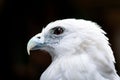 Bald eagle face Royalty Free Stock Photo