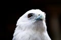 Bald eagle face Royalty Free Stock Photo