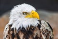 bald eagle face portrait looking to the righ Royalty Free Stock Photo