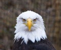 Bald Eagle Facing Forward Royalty Free Stock Photo