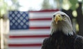 Majestic Bald Eagle with American Flag Background Royalty Free Stock Photo