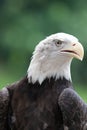 Bald eagle Royalty Free Stock Photo