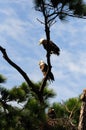 Bald Eagle Family Tree