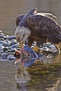 Bald eagle feeding on the salmon Royalty Free Stock Photo