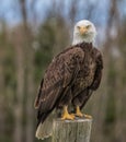 Bald Eagle on a fence post in the rain.