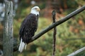 Bald Eagle on Fence Royalty Free Stock Photo