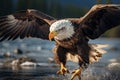 Bald eagle fiercely hunts and attacks its aquatic prey