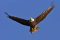 Bald Eagle with Fish