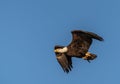 Bald Eagle with Fish Against a Blue Sky Background Royalty Free Stock Photo