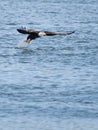 Bald eagle with a fish