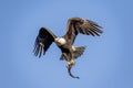 Bald Eagle with a fish Royalty Free Stock Photo