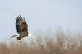 Bald eagle with fish in mouth, flies over river Royalty Free Stock Photo