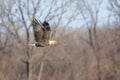 Bald Eagle with fish in mouth after hunting Royalty Free Stock Photo