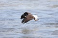 Bald Eagle Fishing