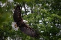Bald Eagle fishing in flight in Maine Royalty Free Stock Photo