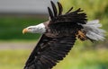 Bald Eagle Fishing in Maine Royalty Free Stock Photo