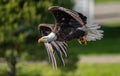 Bald Eagle Fishing in Maine Royalty Free Stock Photo