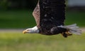 Bald Eagle Fishing in Maine Royalty Free Stock Photo