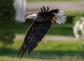 Bald Eagle Fishing in Maine Royalty Free Stock Photo