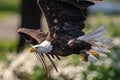 Bald Eagle Fishing in Maine Royalty Free Stock Photo
