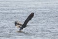 Bald eagle fishing on Mississippi River Royalty Free Stock Photo