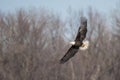 Bald eagle flies over river looks for fish