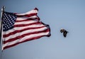 A Bald Eagle flies past the United States flag Royalty Free Stock Photo